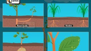 Buds formed in plants  Vegetative propagation  Biology [upl. by Cappella]