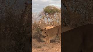 LIONS HUNTING WARTHOGS YouTube wildlife lion [upl. by Halludba928]