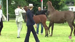 N 35 FORELOCKS YBO Strohen 2024 European Show Filly Foals Class 1 [upl. by Ytteb]