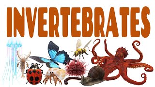 Science Lecture Invertebrates  ANY 10 [upl. by Nilyarg]