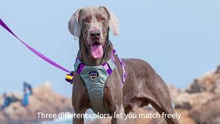 Dog harness and retractable leash set DogHarness Dogleashes PetCollars [upl. by Ayital]