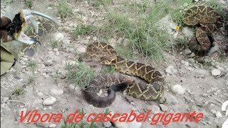 víbora de cascabel gigante serpiente culebra snake [upl. by Chick]