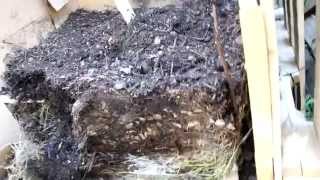 NoTurn Self Aerated Hot Compost System  Part 4 Results Day 40 7 Nov 2013 [upl. by Ahearn]