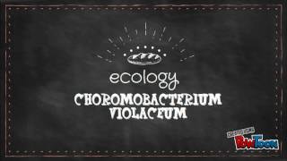 Chromobacterium violaceum [upl. by Ahseiyk]