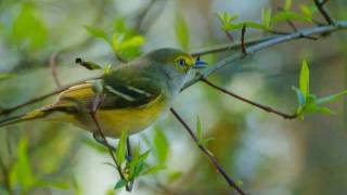 Florida Birds  February 2012 [upl. by Nilhsa]