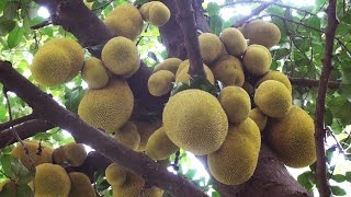 Jackfruit  largest treebearing fruits on earth [upl. by Tijnar]