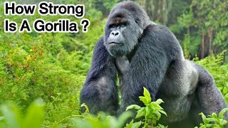 How Strong Is A Gorilla  NaturesEye11 [upl. by Meredeth]