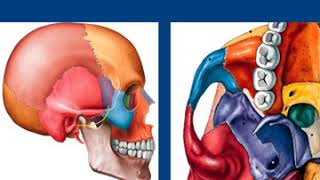 cranial bones [upl. by Carce682]