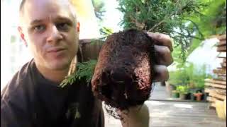 Bonsai Basics part one juniper re potting [upl. by Alwyn527]