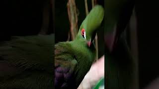 Turaco Bird 🐦 [upl. by Adikram558]