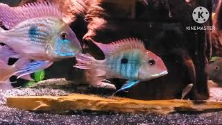 Geophagus Cichlids [upl. by Pronty]