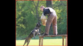 Yacanta de la Arena Schutzhund Schutzdienst IPO alano Protection Presa Canario Dogo Canario AVD eV [upl. by Noleta]