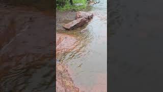 Giant Puddingstone on the Caribou river northern Minnesota near Grand Marais [upl. by Engelhart]