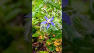 Borage crackling with static borage scotland dundee ethnobotany nature [upl. by Fernyak]