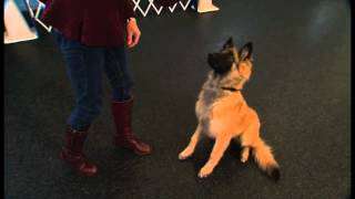 How to Teach Your Dog the quotDownquot Command part 1 [upl. by Aroz499]