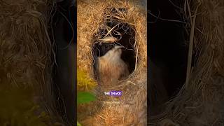 Penduline Bird Nest science sciencefacts facts shorts [upl. by Eastlake]