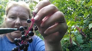 Lets Talk About Medicinal Pokeweed Berries and Identifying Them [upl. by Nivloc]