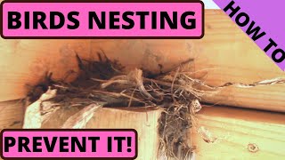 Bird Nest Removed How to prevent nesting again [upl. by Ahsitniuq]