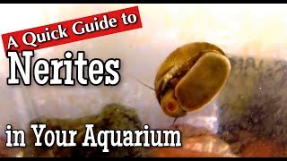 Nerites in the Aquarium A Quick Guide [upl. by Klingel]