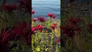 Qualicum Beach Itinerary vancouverisland britishcolumbia travel [upl. by Neddy643]