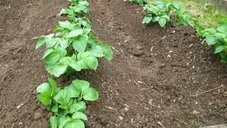 This Simple Method Will INCREASE your Potato Harvests [upl. by Laehcym]