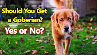 Is the Goberian Dog Right for You [upl. by Eerpud]