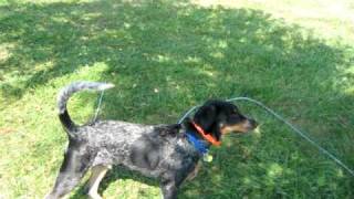 coonhound climbing tree [upl. by Yardna967]