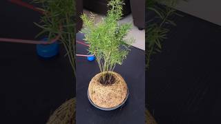 How to make kokedama on asparagus kokedamastyle cuemanco kucinglucu asparagusfern hanmade moss [upl. by Casmey]