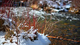 Tumalo Creek in Shevlin Park Bend Oregon [upl. by Matronna]