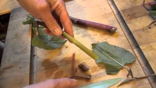 How to Harvest and Eat Japanese Knotweed [upl. by Nalrah]