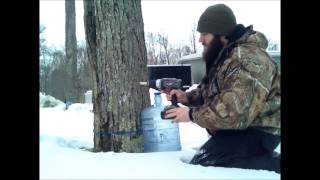 🍁🍁DIY Organic Maple Syrup Its Time to Begin Tapping the Maple Trees and Collect The Sap [upl. by Eignav]