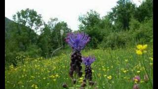 Muscari comosum L Miller  Cipollaccio [upl. by Elleinaj]