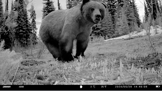 Trail camera caught a GIANT GRIZZLY I may not hike in that area anymore 🤣🐻🇨🇦 [upl. by Arbmat]