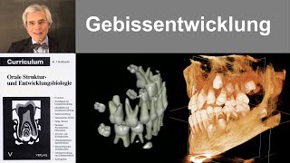 16 Gebissentwicklung [upl. by Jerri]