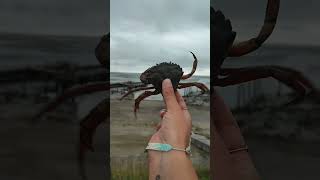 CRAB FIGHTING👀🥊Carcinus Maenas crabfightingbeachnaturecloseupviralvideoshortssubscribelike [upl. by Nickie52]