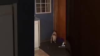 Dog in timeout TikTok [upl. by Eronel]