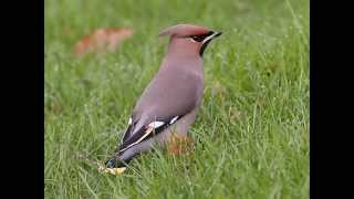 waxwing call [upl. by Gratianna15]