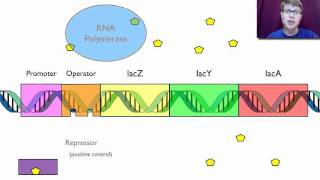 Gene Regulation [upl. by Ayekel238]