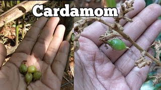 Cardamom इलायची उगाने का सही तरीका।DO NOT GROW CARDAMOM LIKE THIS [upl. by Grinnell]