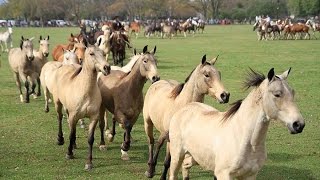 Exitosa jineteada y tropillas entabladas en el Parque Criollo [upl. by Ahsetra]