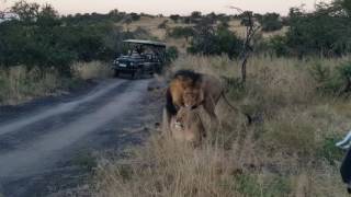 Lions mating [upl. by Nevsa236]