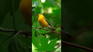 Prothonotary Warbler she is Tenacious  La Paruline Orangée est Tenace shorts short shortvideo [upl. by Hendry]