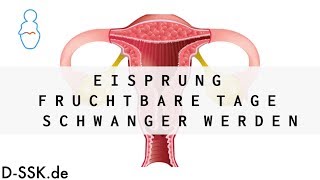 Eisprung  Fruchtbare Tage  Schwanger werden ✪ DSSKde [upl. by Knox376]