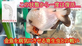 金魚の感染症・鼻上げ・突然死の原因。ダクチロギルス攻略法。（専門家＋大手企業＋個人的見解） [upl. by Reifel876]