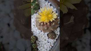 Cacto Copiapoa hypogaea barquitensis vem nos mostrando que a primavera chegoucactus [upl. by Chemaram986]