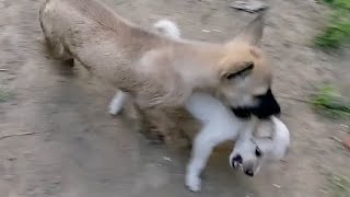 Cute Puppy Got Bullied  Puppy Fight [upl. by Garlinda]