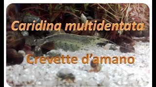 Caridina multidentataCrevette damano [upl. by Muna]