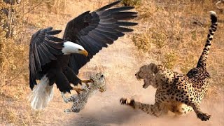 Pitiful Leopard Cannot Save Its Baby From The Sharp Claws Of The Eagle  Wild Animals 2024 [upl. by Dougald]