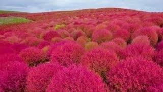 How to Germinate and Grow Japanese Pink Kochia Scoparia Grass Seeds part 3 [upl. by Leilani214]