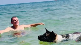 Akita Life  Akita Dogs Heartwarming Sea Swim [upl. by Ahsiekit593]